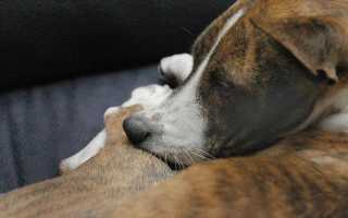 Вывих или растяжение лап у собаки: симптомы и лечение