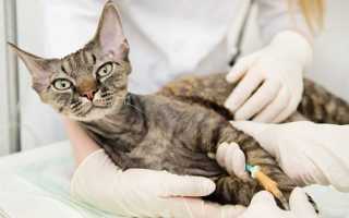 Как помочь кошке вылечить перелом или вывих